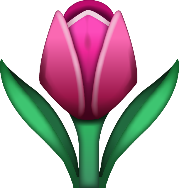 tulip